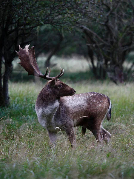 Otların arasındaki geyik — Stok fotoğraf