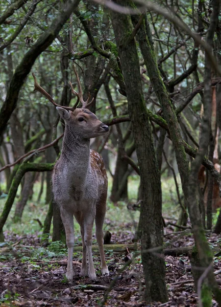 Na floresta — Fotografia de Stock