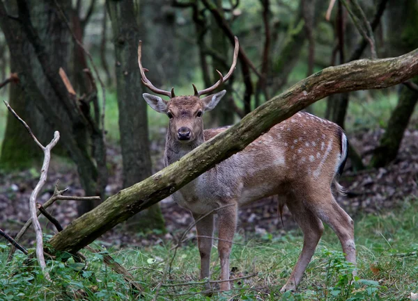 Deer — Stock Photo, Image