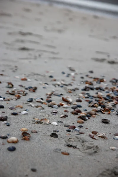 Conchas en una playa — Foto de Stock