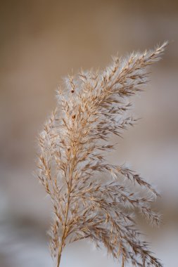 Reed.