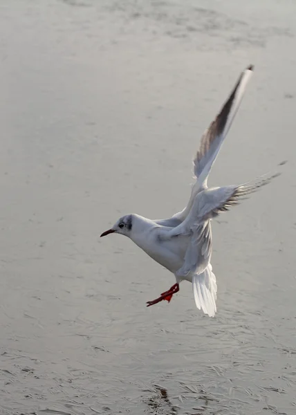 Landing seagull — Stock Photo, Image