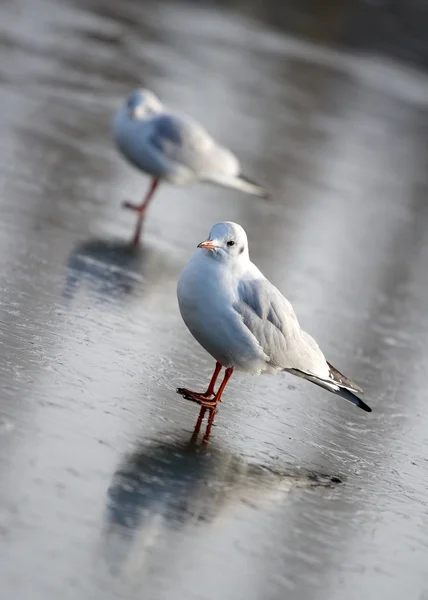 Möwe auf Eis — Stockfoto