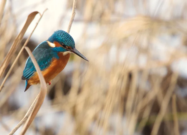 Mavi kingfisher — Stok fotoğraf