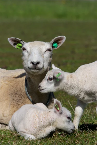 Hollandalı koyun — Stok fotoğraf