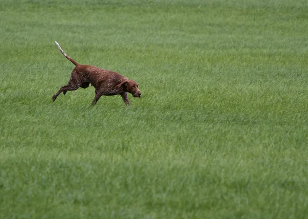 Hunting with a dog — Stock Photo, Image