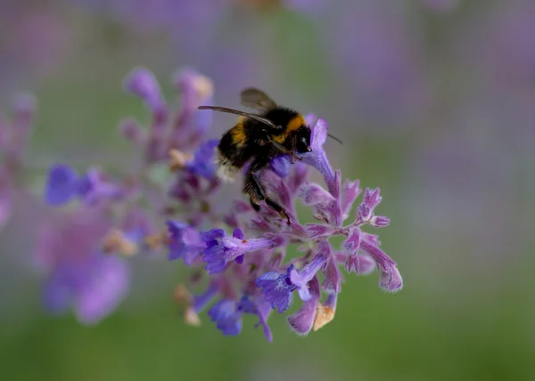 花粉を集める — ストック写真