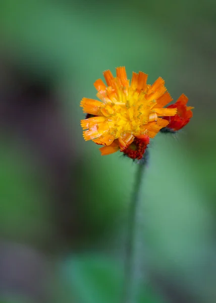 Fermer fleur — Photo