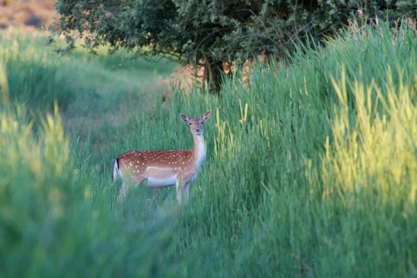 Eating deer — Stock Photo, Image