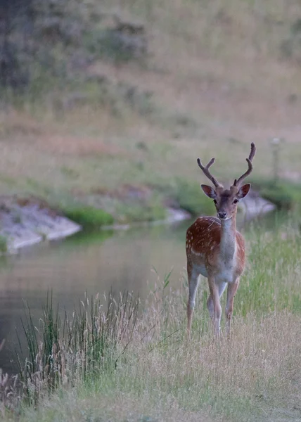 Deer next to the water — Stock Photo, Image