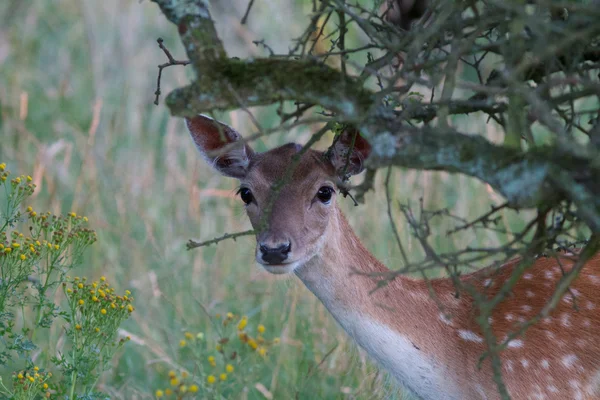 Achter een boom — Stockfoto