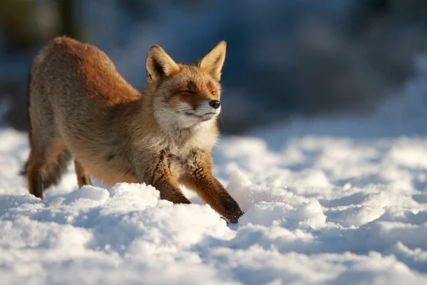 Protahování fox — Stock fotografie