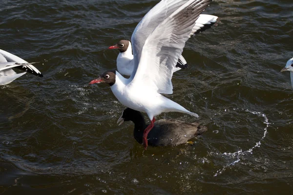 Flying seagull — Stock Photo, Image