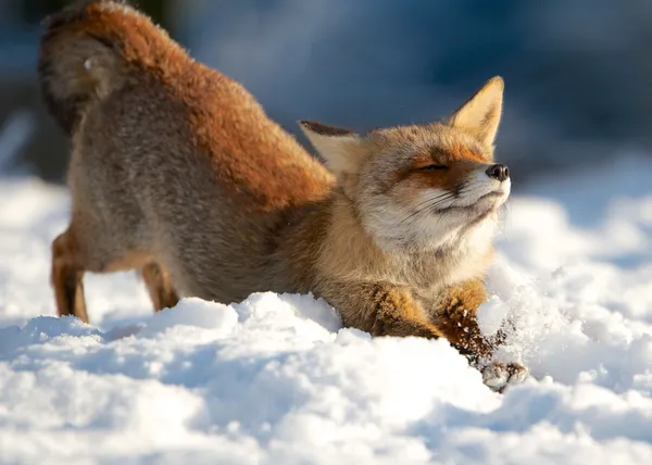 Streching лисиця Стокове Фото