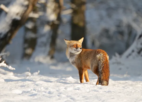 Αλεπού στο χιόνι Φωτογραφία Αρχείου
