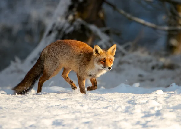 Fox corriendo Fotos de stock libres de derechos