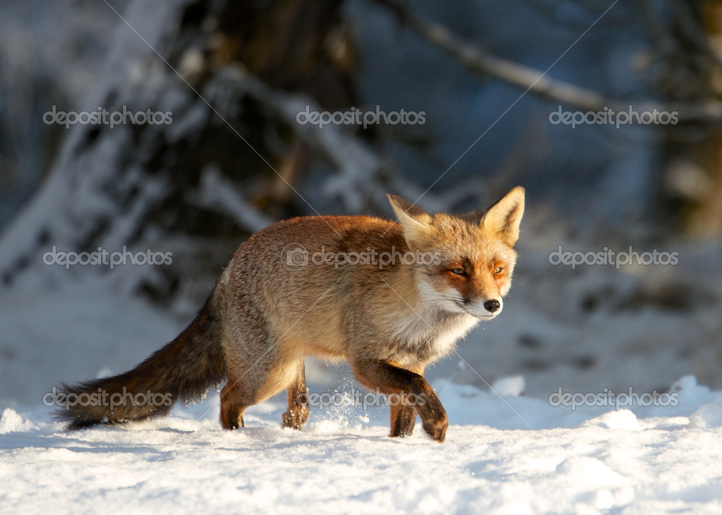 Fox snow