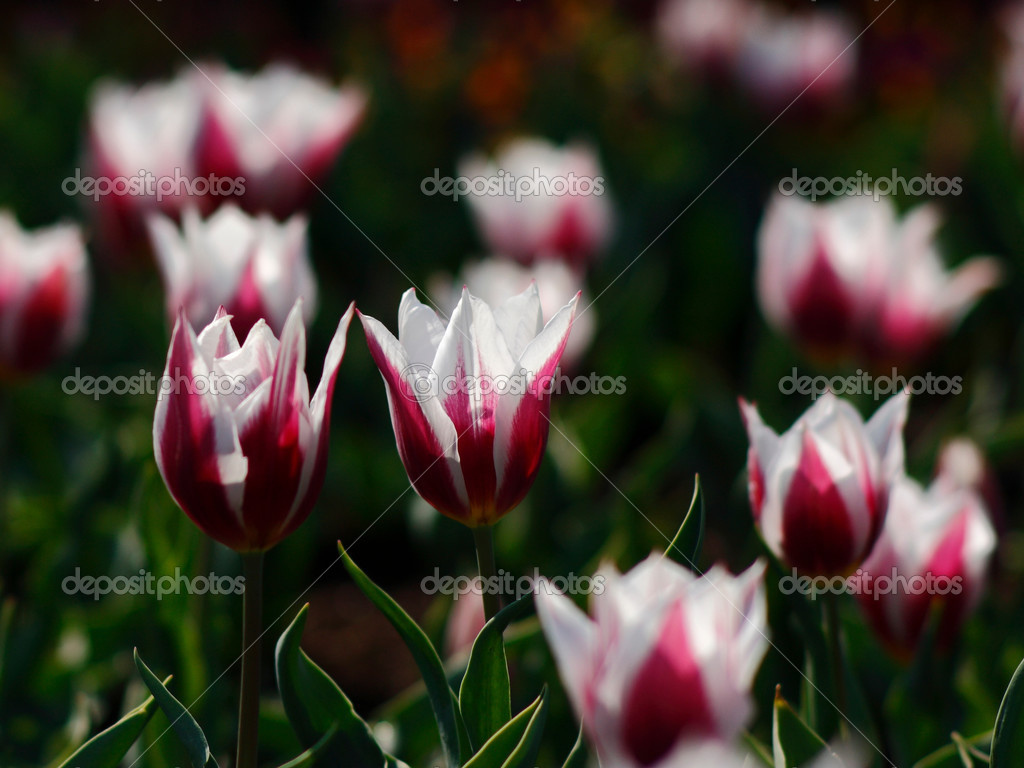 Dutch flowers Stock Photo by ©thijsschouten 47855693