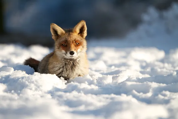 雪の中のキツネ — ストック写真