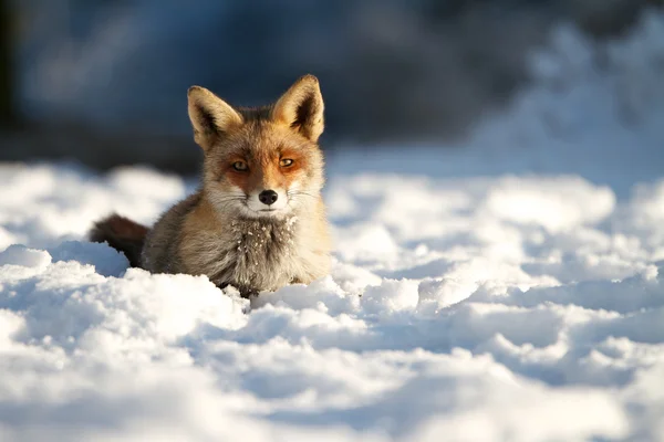 Αλεπού στο χιόνι Royalty Free Εικόνες Αρχείου