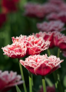 Biz aşk Hollanda çiçek