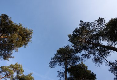 ağaçlar ve gökyüzü