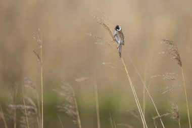 Dal üzerinde sıradan bir sazlık kuşu