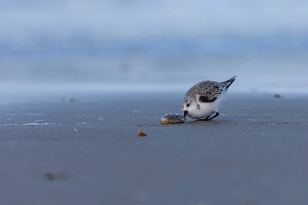 Sanderling Plaży Muszlą — Zdjęcie stockowe