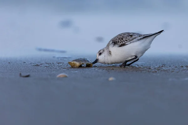 Een Zwerftocht Het Strand Met Een Schelp — Stockfoto