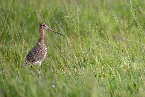 Een Zwarte Staartgodin Een Veld — Stockfoto