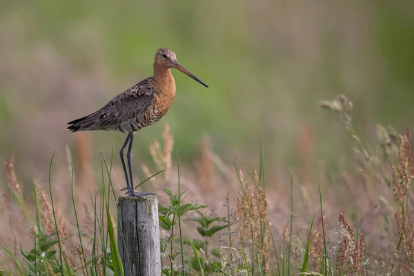 Black Tailed Godwit Pole Stock Picture