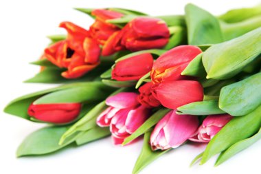 Lale buketi beyaz izole