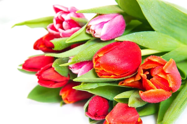 Tulipany bukiet na białym tle — Zdjęcie stockowe