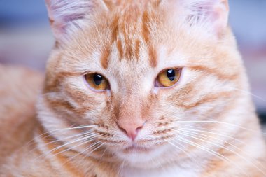 zencefil kedi portre stüdyo