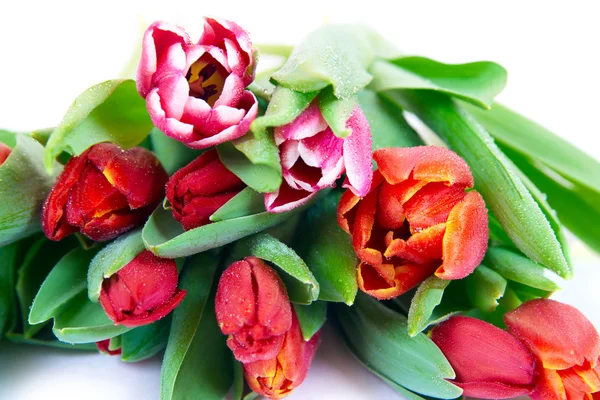 Bouquet de tulipes — Photo