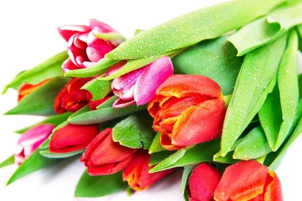 Tulipani bouquet isolato su bianco — Foto Stock