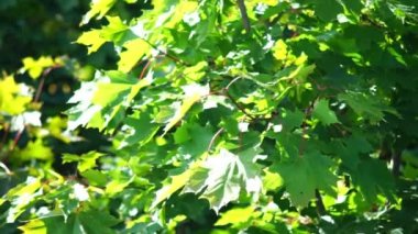 akçaağaç ağaç yaprakları