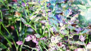 Bilberry bush