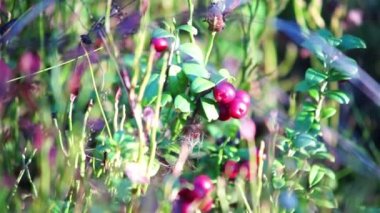 Fuska bush