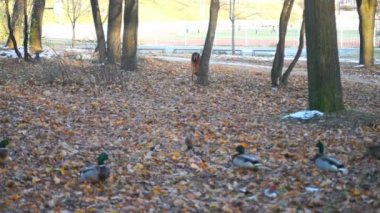 köpek izlerken ördekler