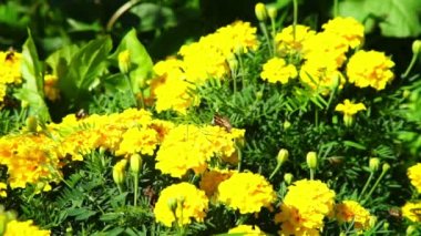 Marigold çiçek kelebek