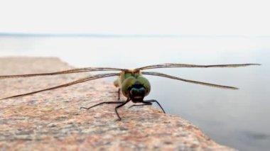 Dgaronfly