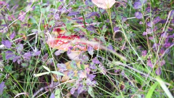 Amanita mushroom — Stock Video