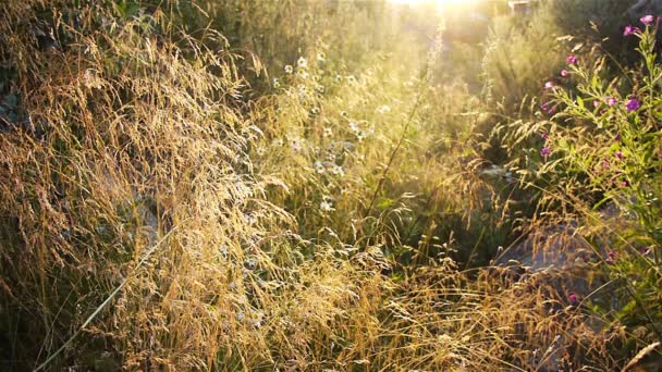 Zomer weide — Stockvideo