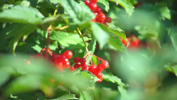 Guelder τριαντάφυλλο — Αρχείο Βίντεο