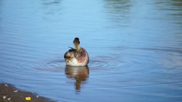 Eend op water — Stockvideo