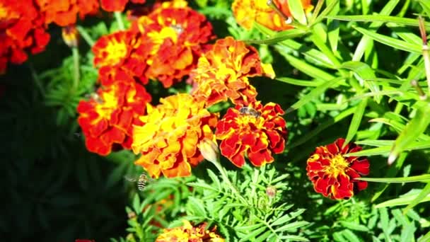 Abeille sur les fleurs 