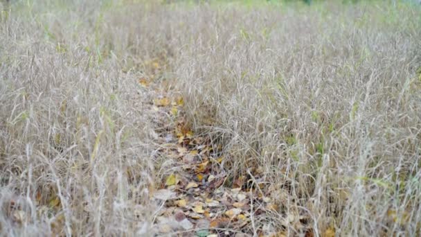 Chemin aux feuilles brillantes 