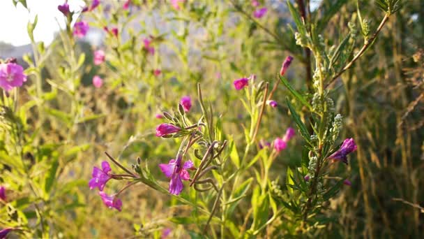 Flores cor de rosa — Vídeo de Stock