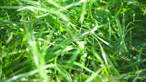 Groen gras — Stockvideo